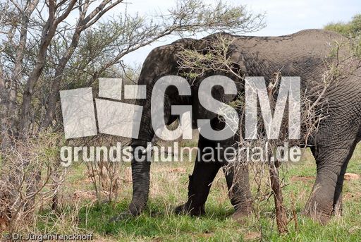 Afrikanischer Elefant (20 von 131).jpg